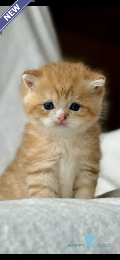 Xenon British Shorthair male black golden spotted tabby - live animals