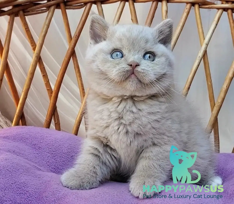 Xenon British Shorthair male fawn - live animals