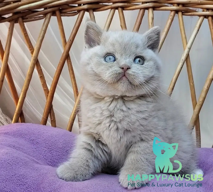 Xenon British Shorthair male fawn - live animals