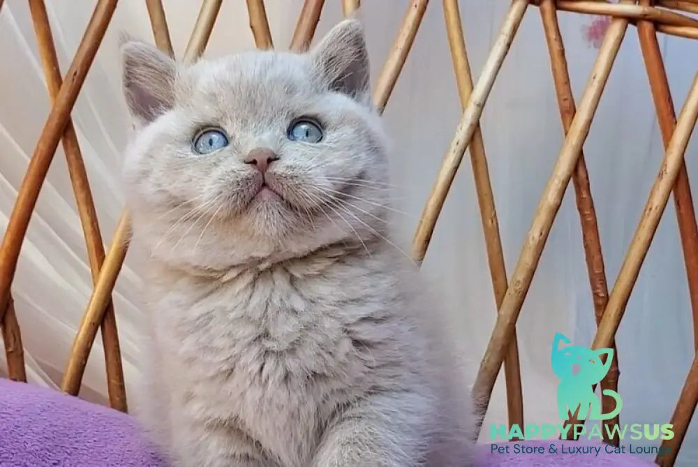 Xenon British Shorthair male fawn - live animals