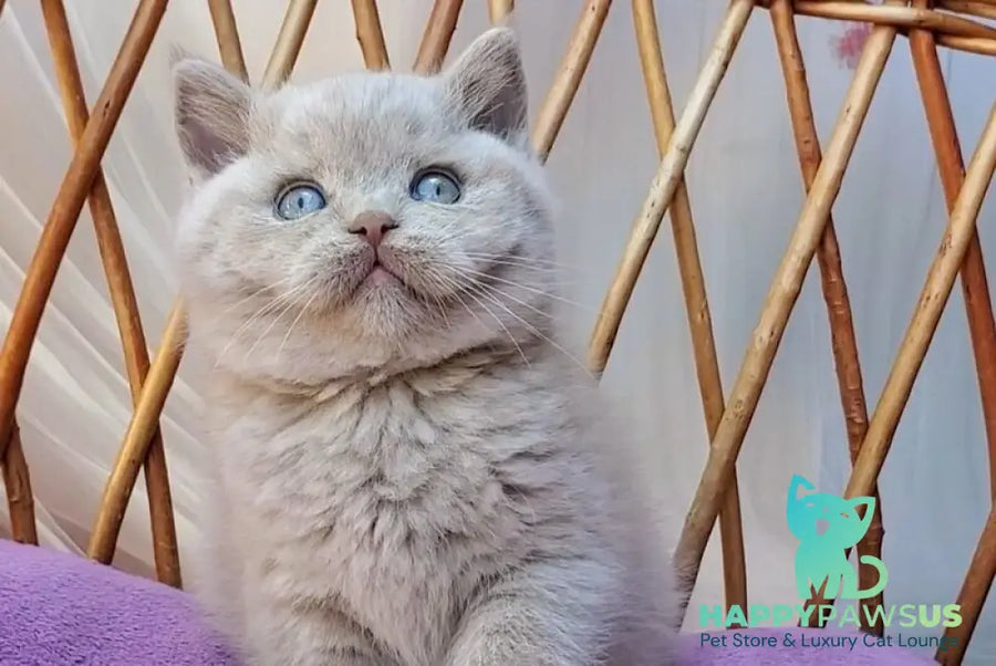 Xenon British Shorthair male fawn - live animals