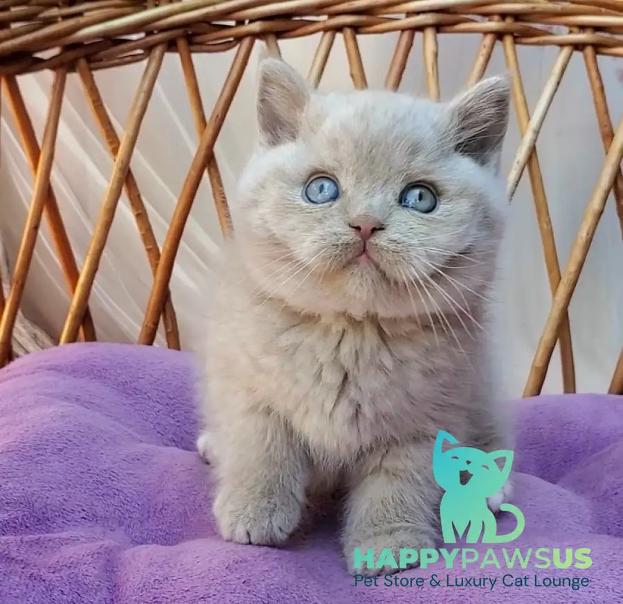 Xenon British Shorthair male fawn - live animals