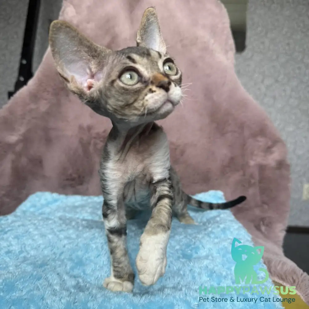 Xenon Devon Rex male black tabby with white - live animals