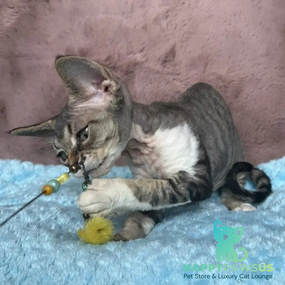 Xenon Devon Rex male black tabby with white - live animals