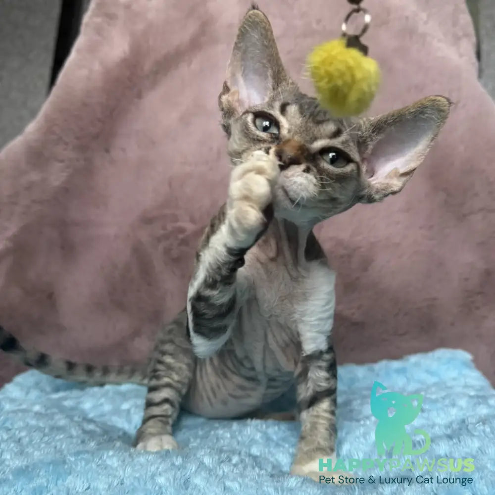 Xenon Devon Rex male black tabby with white - live animals