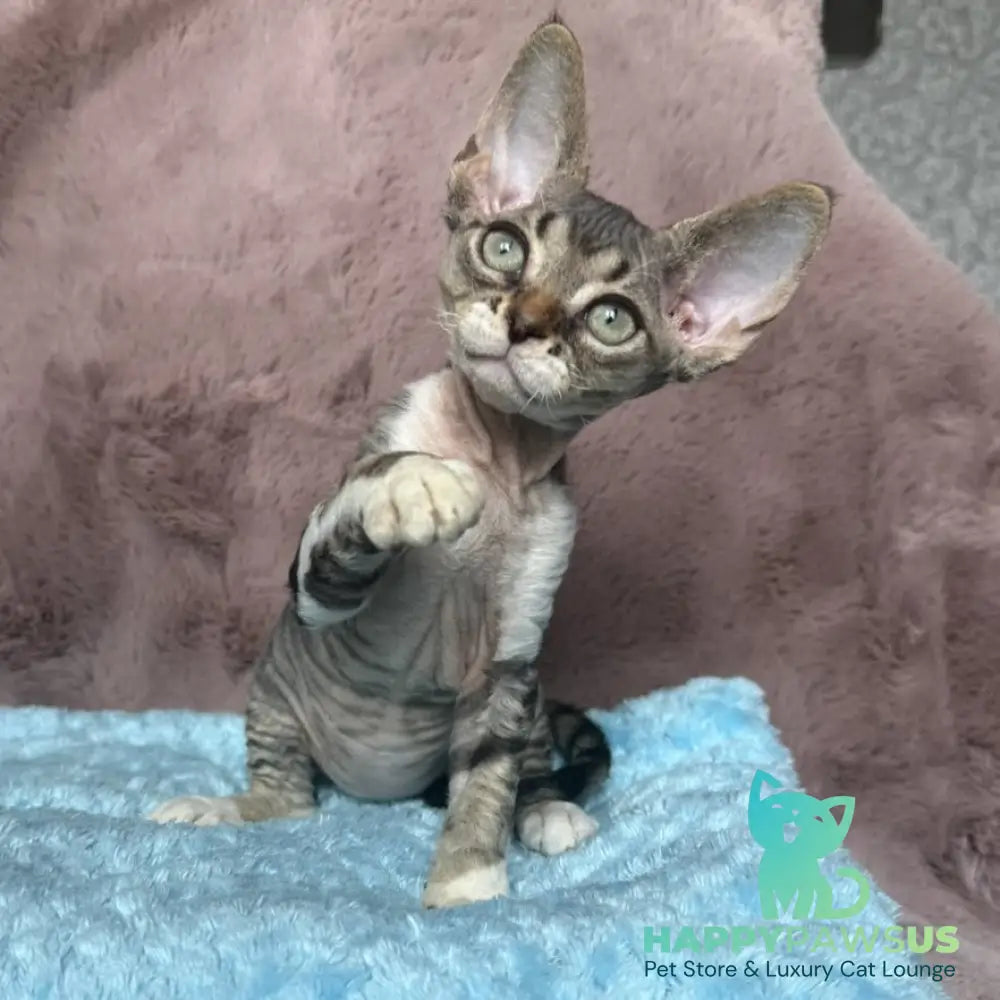 Xenon Devon Rex male black tabby with white - live animals