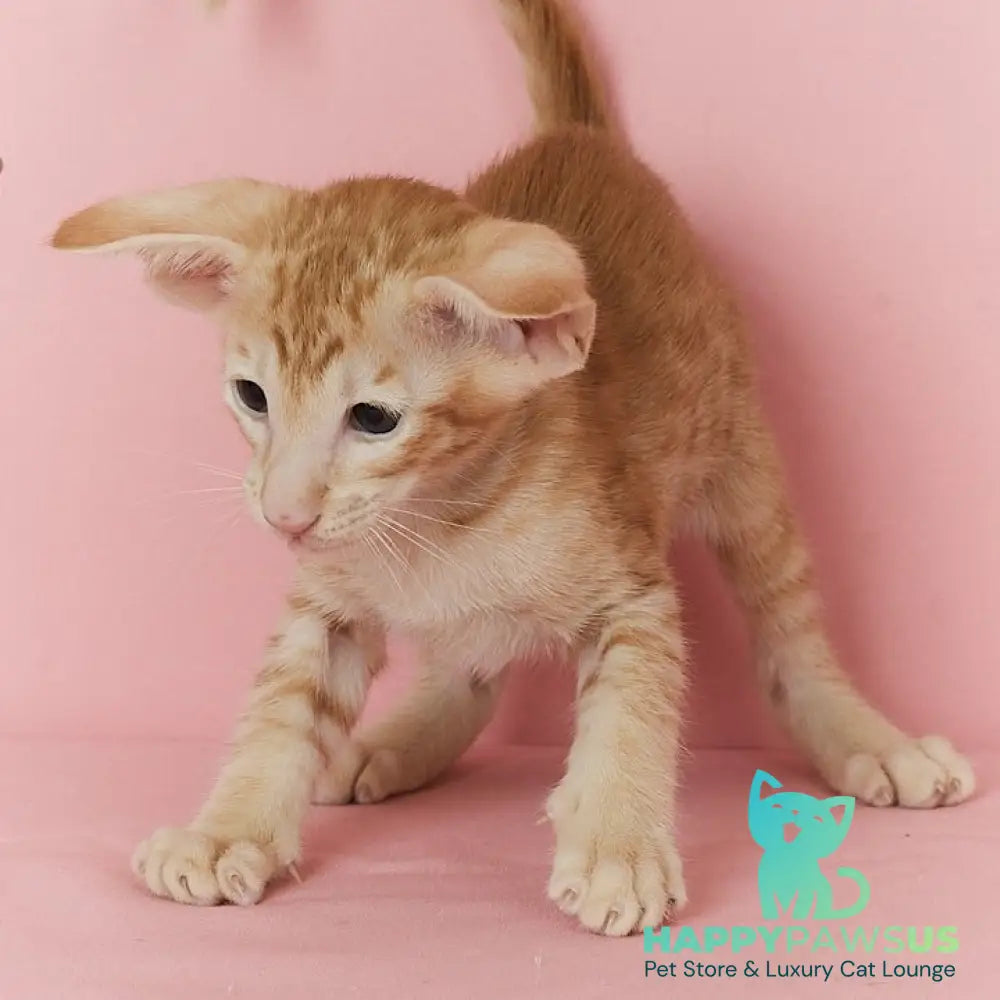 Xenon Oriental Shorthair male red spotted tabby - live animals