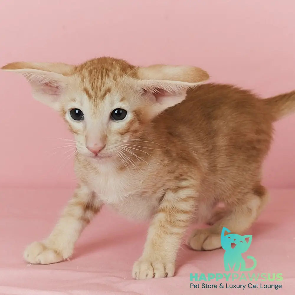 Xenon Oriental Shorthair male red spotted tabby - live animals