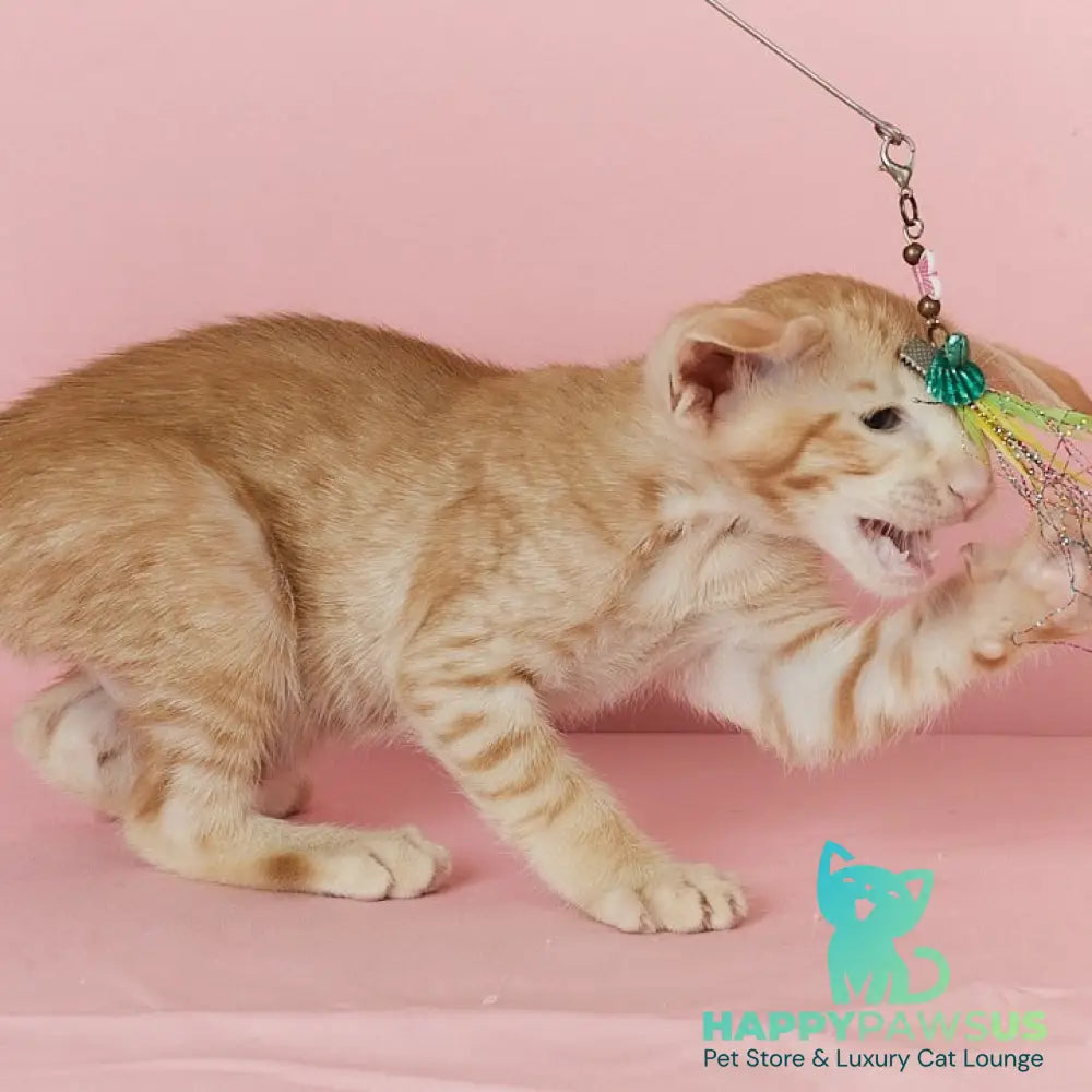 Xenon Oriental Shorthair male red spotted tabby - live animals