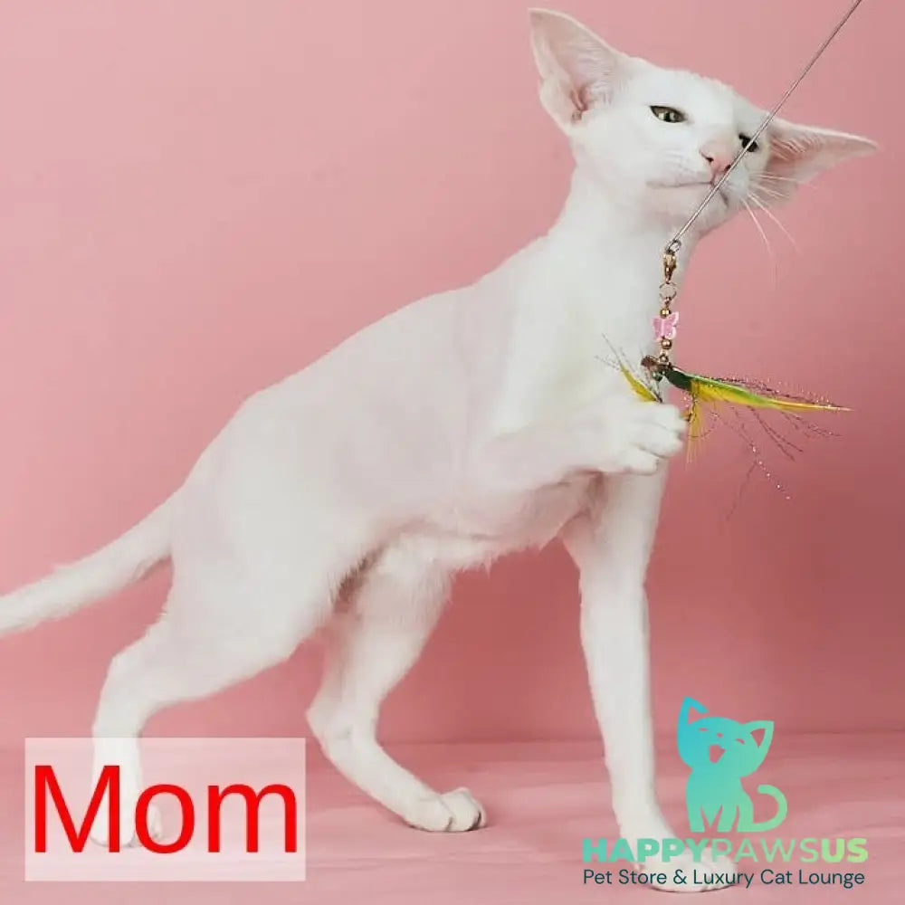 Xenon Oriental Shorthair male red spotted tabby - live animals