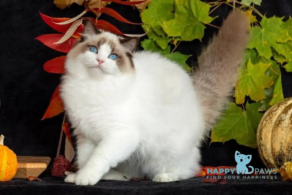 Xenon Ragdoll male seal bicolour live animals