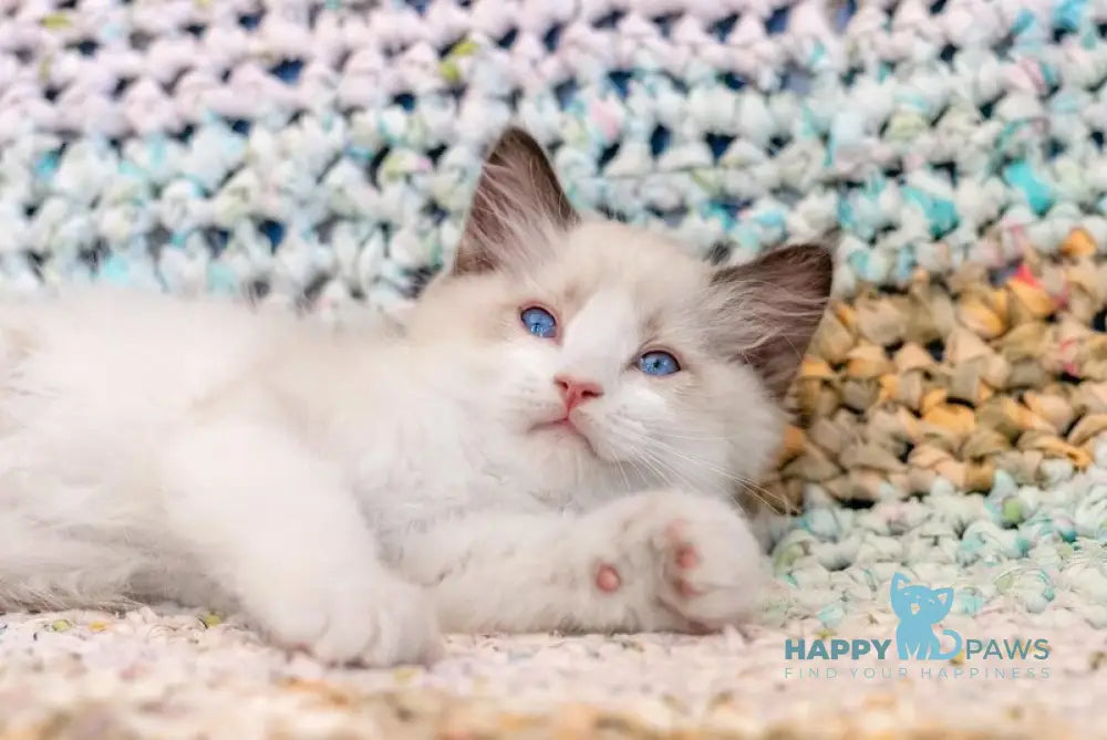 Xenon Ragdoll male seal mitted live animals