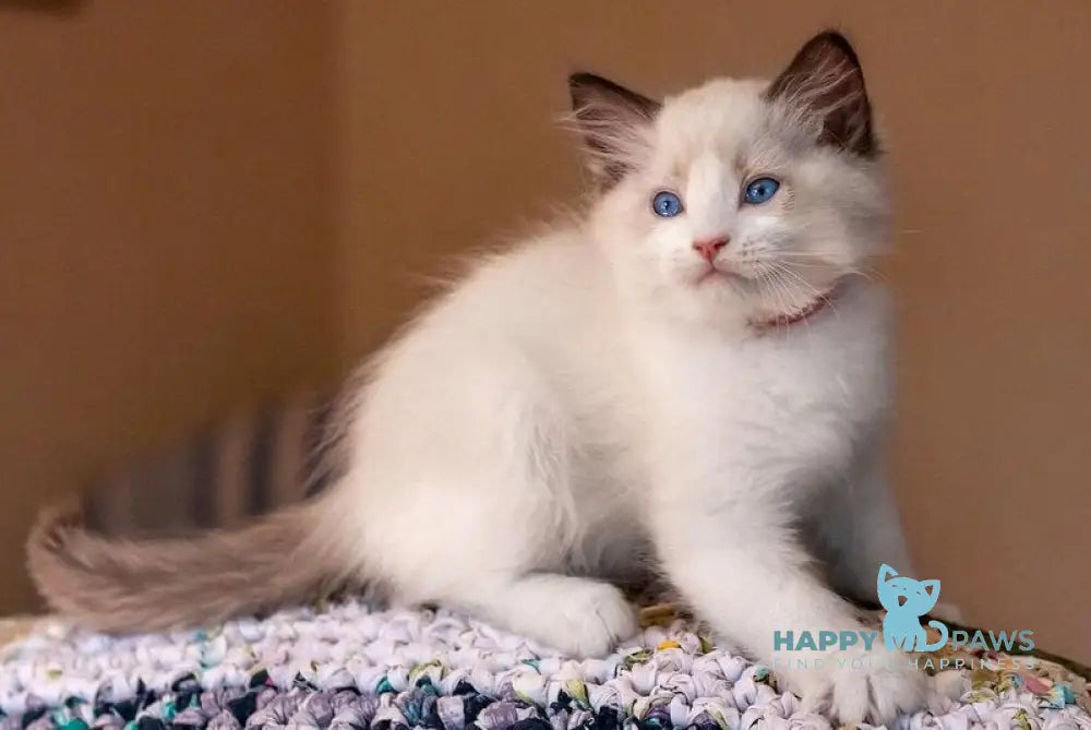 Xenon Ragdoll male seal mitted live animals