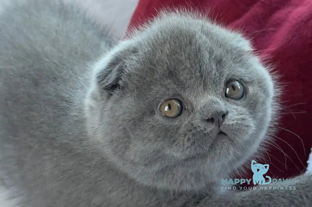 Xenon Scottish Fold male blue live animals