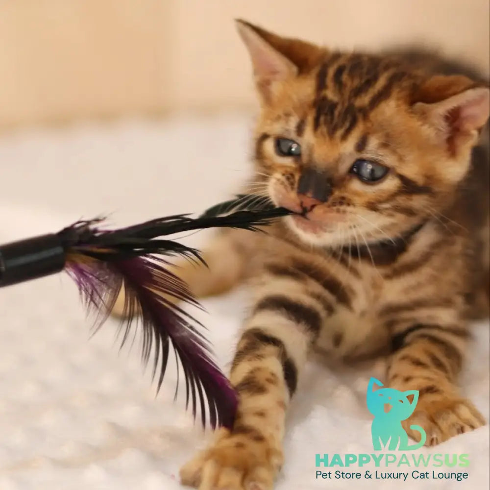 Xerxes Bengal male black spotted tabby - live animals