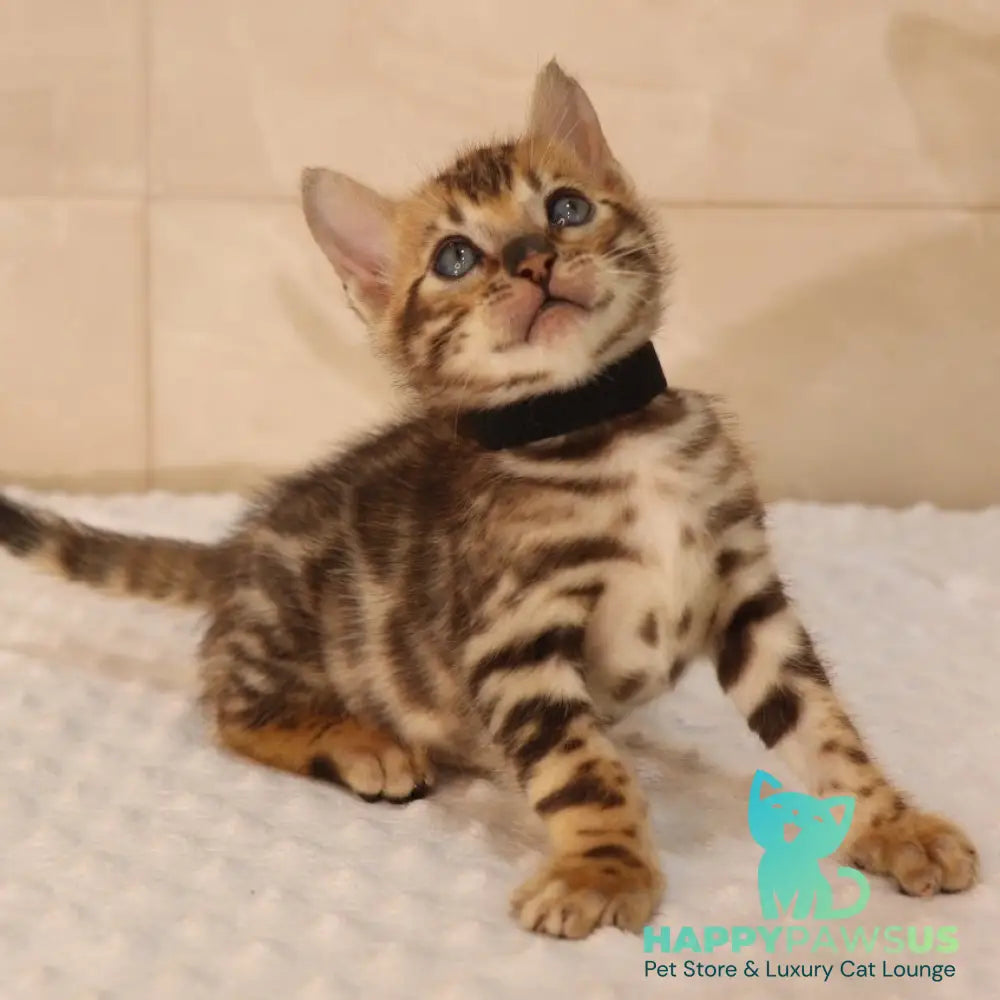 Xerxes Bengal male black spotted tabby - live animals