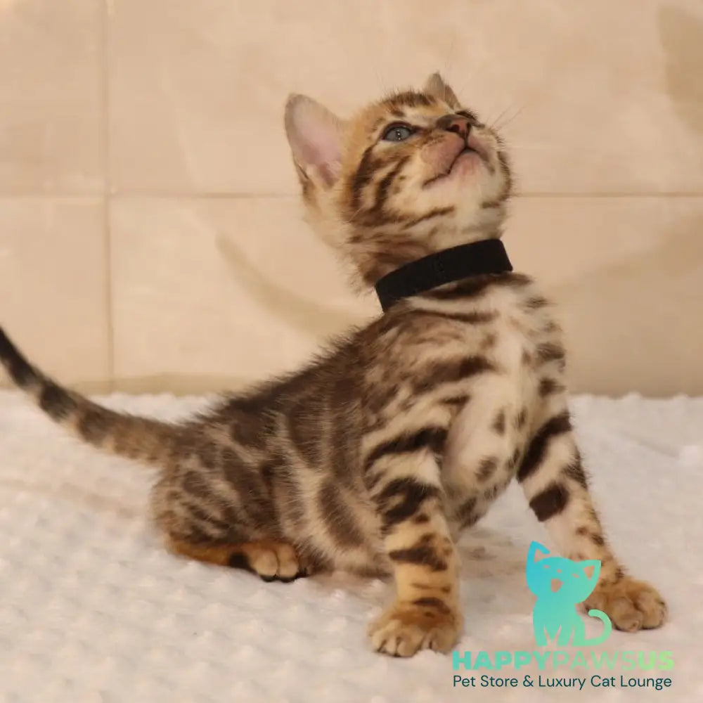 Xerxes Bengal male black spotted tabby - live animals