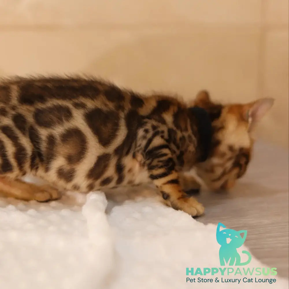 Xerxes Bengal male black spotted tabby - live animals