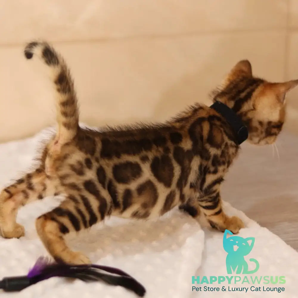 Xerxes Bengal male black spotted tabby - live animals