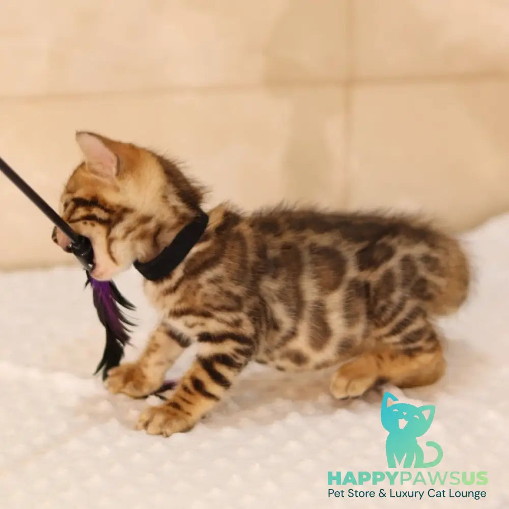 Xerxes Bengal male black spotted tabby - live animals