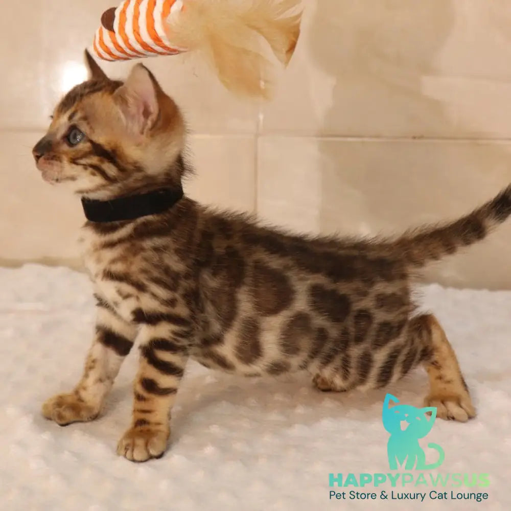 Xerxes Bengal male black spotted tabby - live animals
