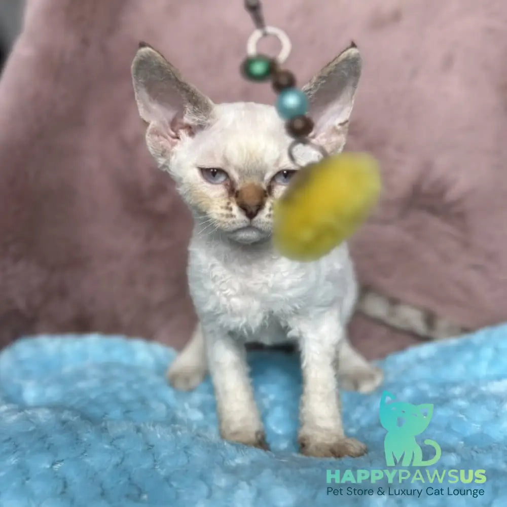 Xia Devon Rex female seal lynx pointed - live animals