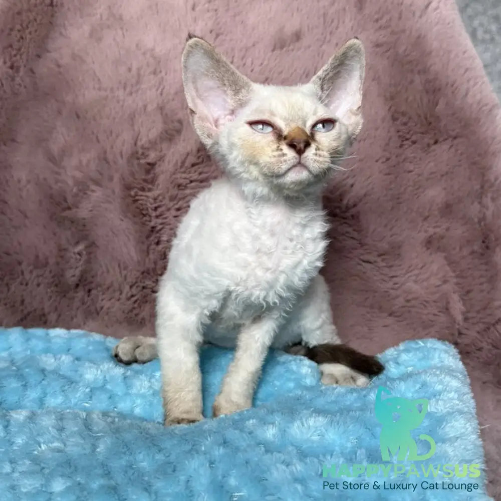 Xia Devon Rex female seal lynx pointed - live animals