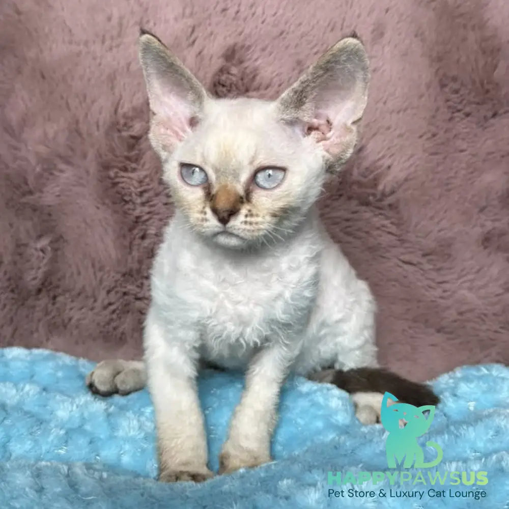 Xia Devon Rex female seal lynx pointed - live animals