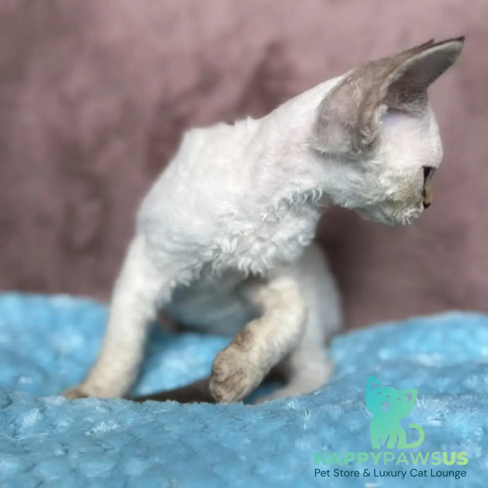 Xia Devon Rex female seal lynx pointed - live animals