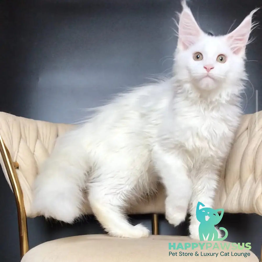 Xia Maine Coon female white - live animals