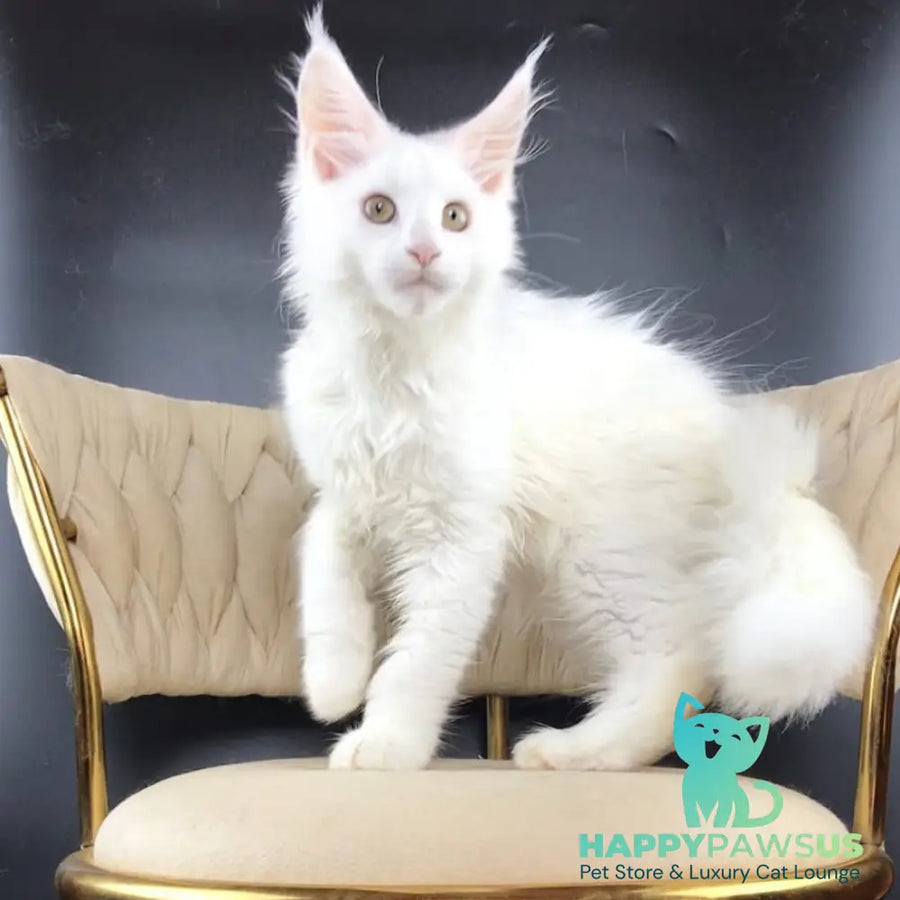 Xia Maine Coon female white - live animals