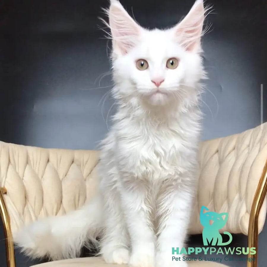 Xia Maine Coon female white - live animals