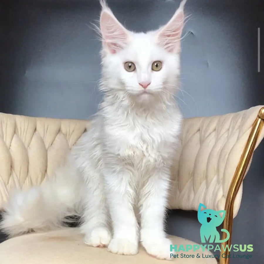 Xia Maine Coon female white - live animals
