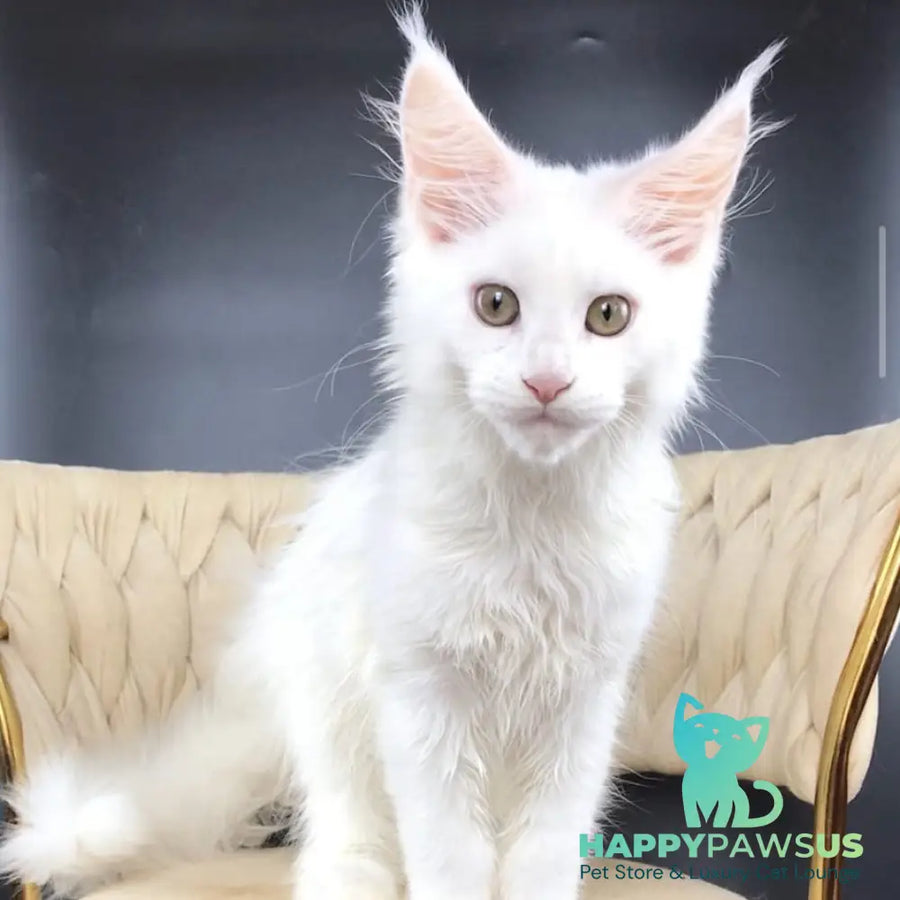 Xia Maine Coon female white - live animals