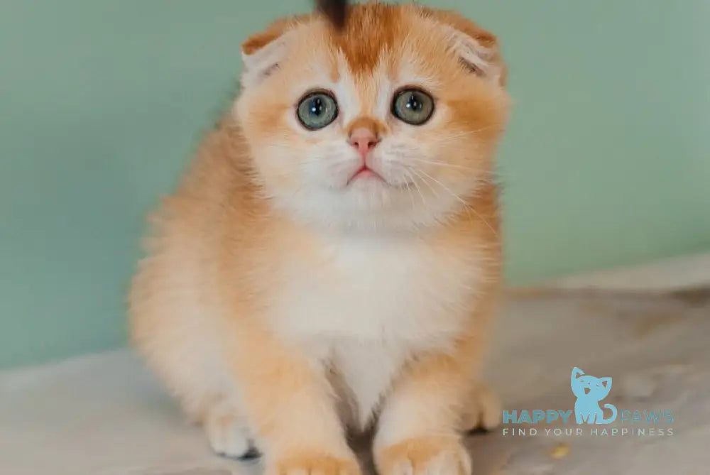 Xia Scottish Fold female black golden chinchilla live animals