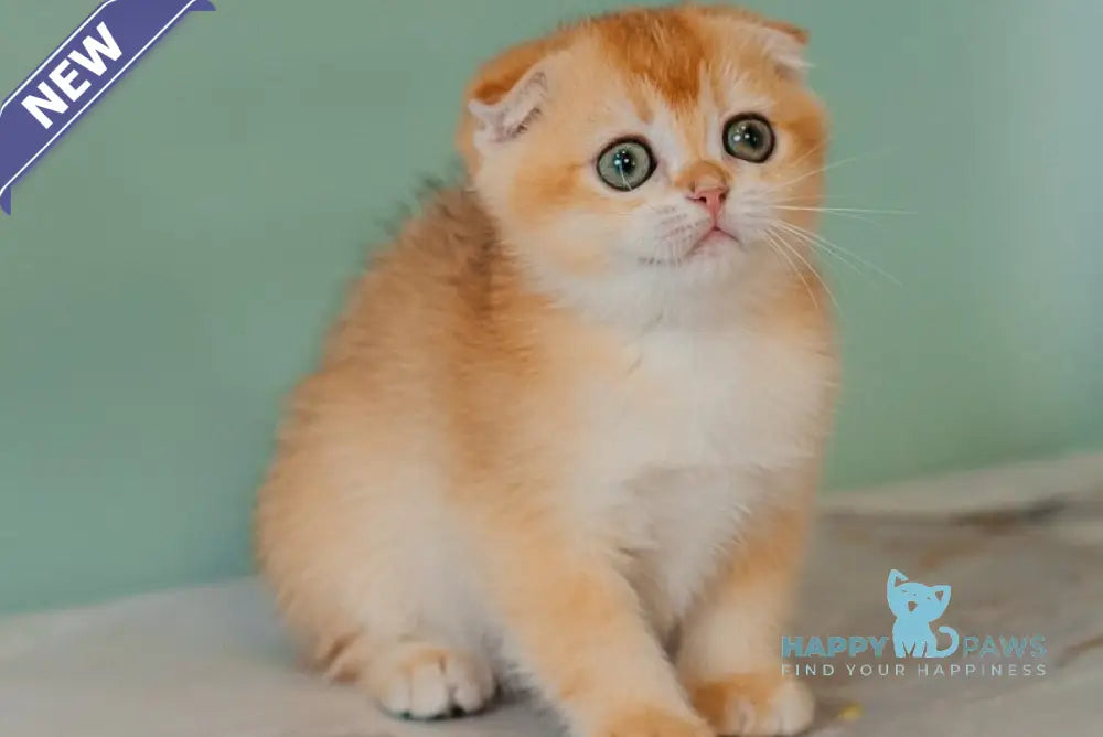 Xia Scottish Fold female black golden chinchilla live animals