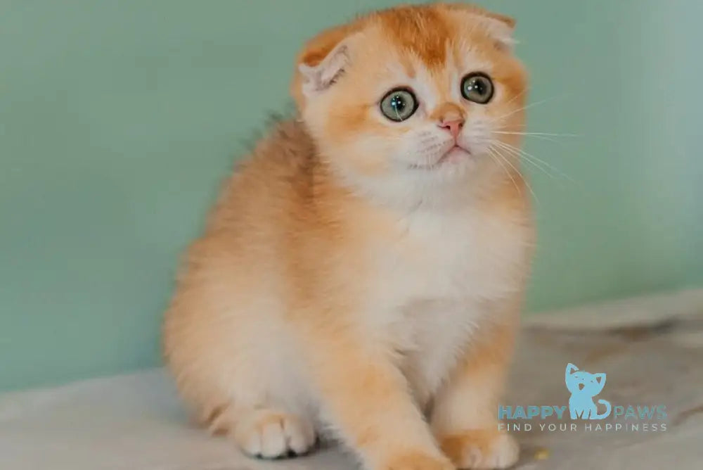 Xia Scottish Fold female black golden chinchilla live animals