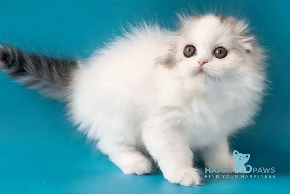 Xiana Scottish Fold female black silver tabby van live animals