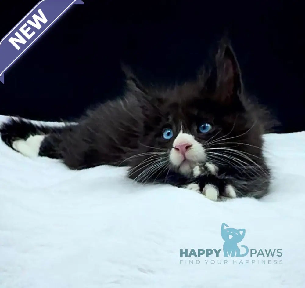 Xiao Maine Coon male black with white live animals