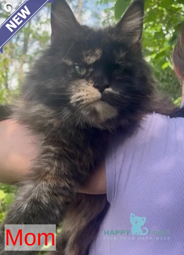 Xiao Maine Coon male black with white live animals