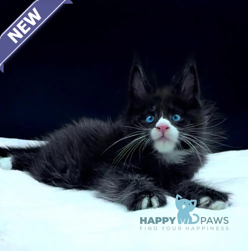 Xiao Maine Coon male black with white live animals