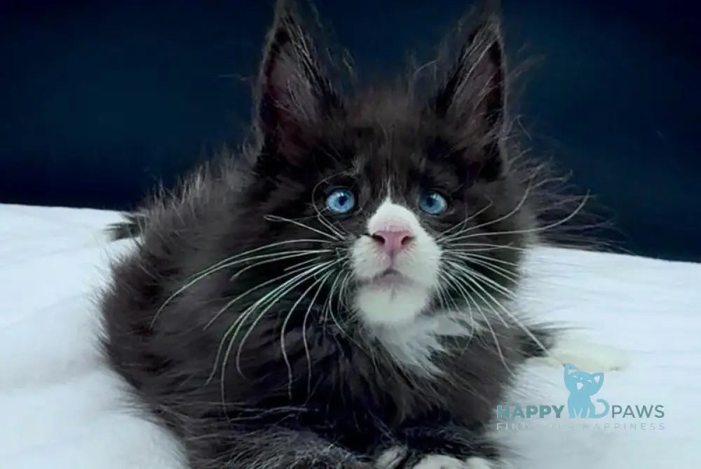 Xiao Maine Coon male black with white live animals