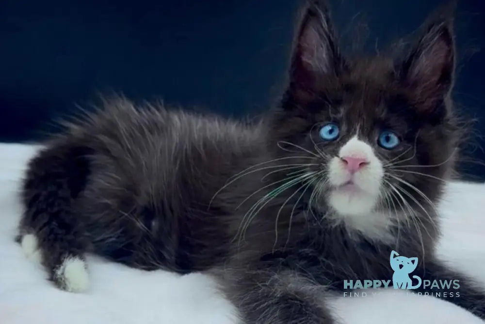 Xiao Maine Coon male black with white live animals