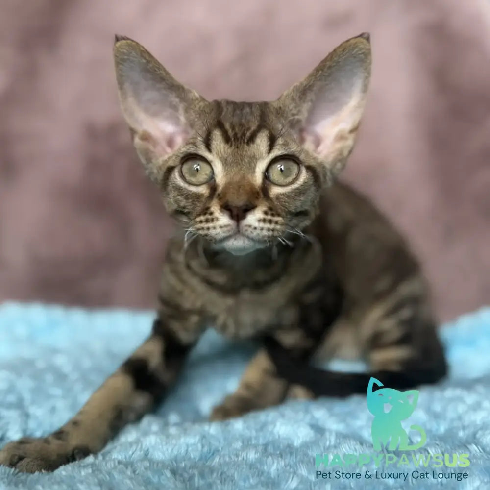 Xiaomi Devon Rex male chocolate tabby - live animals