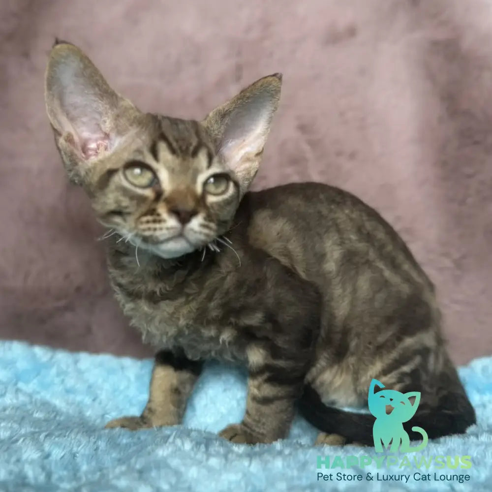 Xiaomi Devon Rex male chocolate tabby - live animals