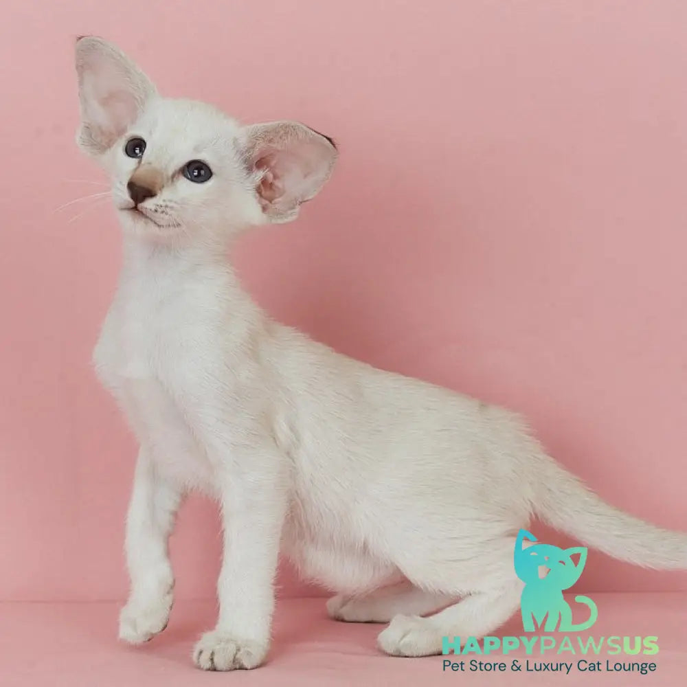Xiaomi Siamese female chocolate tabby - live animals