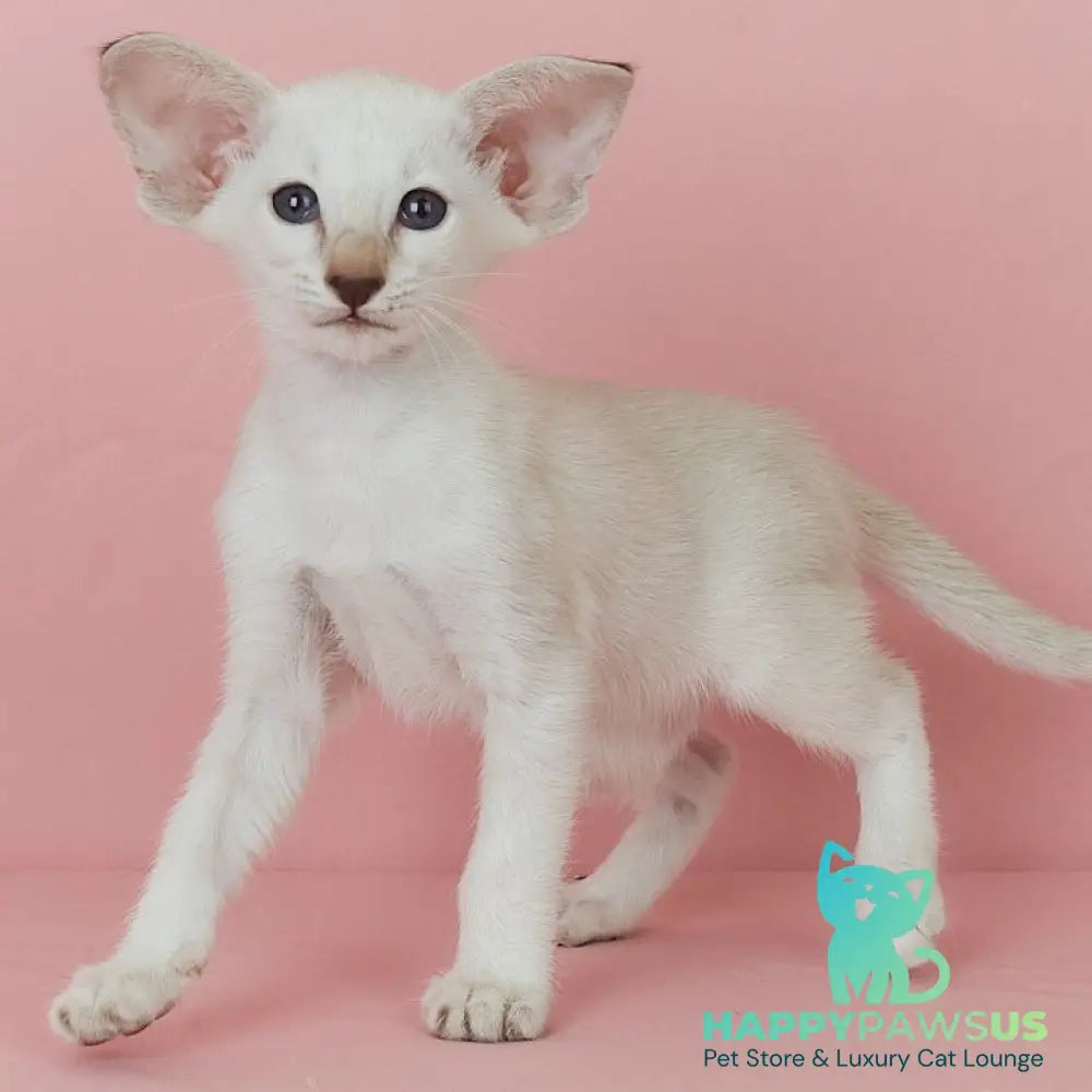 Xiaomi Siamese female chocolate tabby - live animals