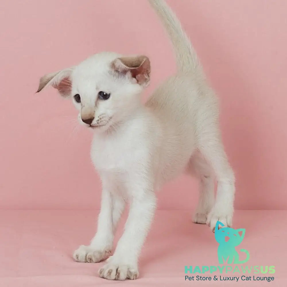 Xiaomi Siamese female chocolate tabby - live animals