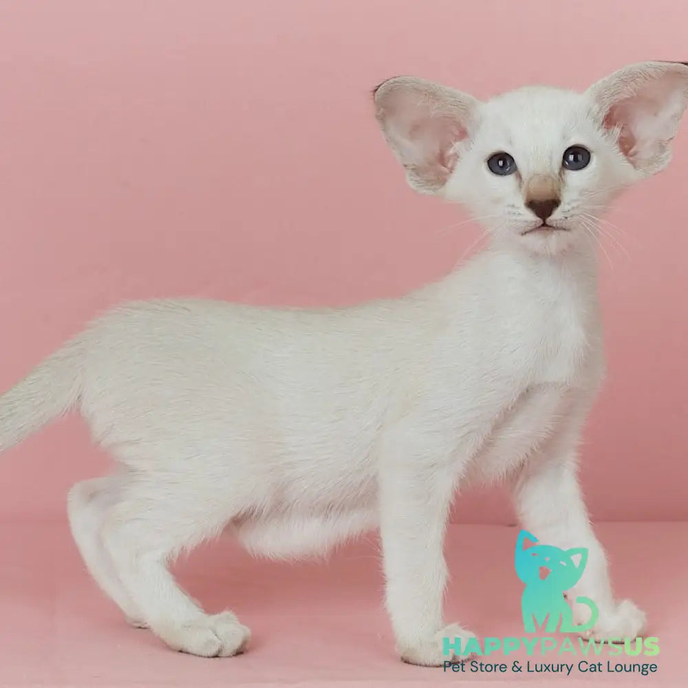 Xiaomi Siamese female chocolate tabby - live animals