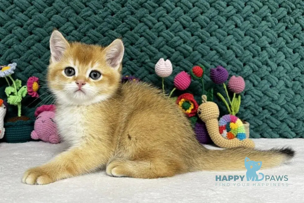 Ximen Scottish Fold male black golden chinchilla live animals